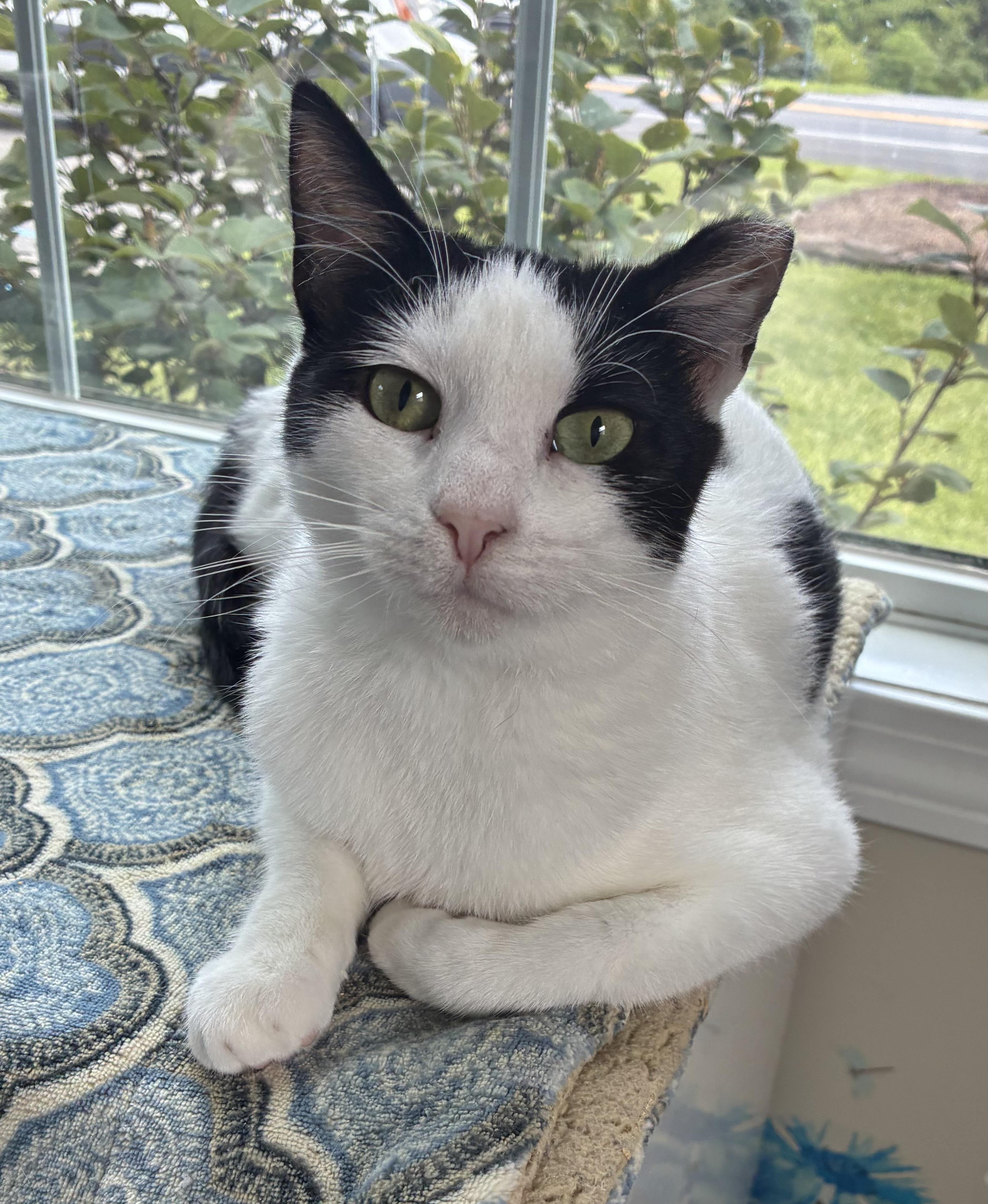 Sylvie