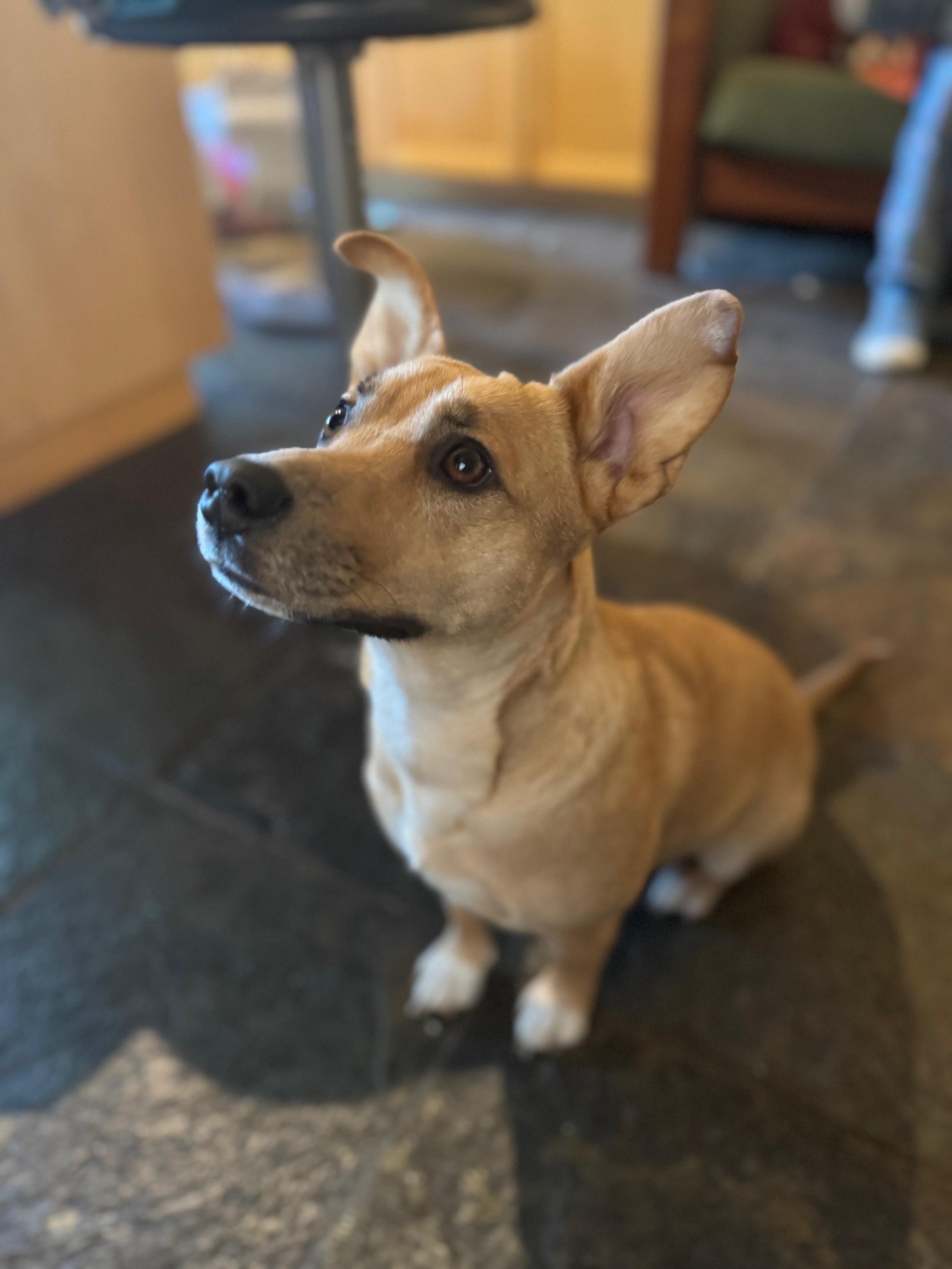 Coffee, a Adoptable mixed breed in Burbank, CA image 1/3