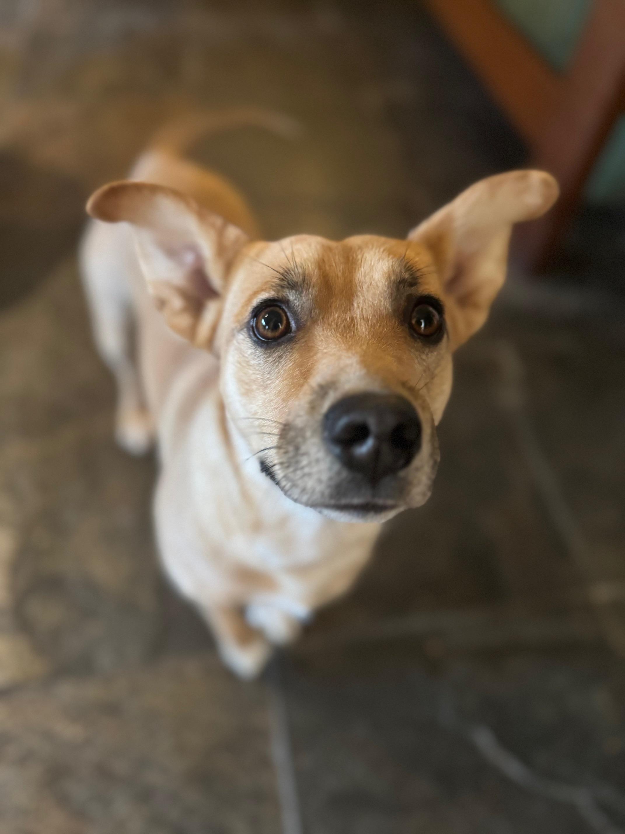Coffee, a Adoptable mixed breed in Burbank, CA image 2/3