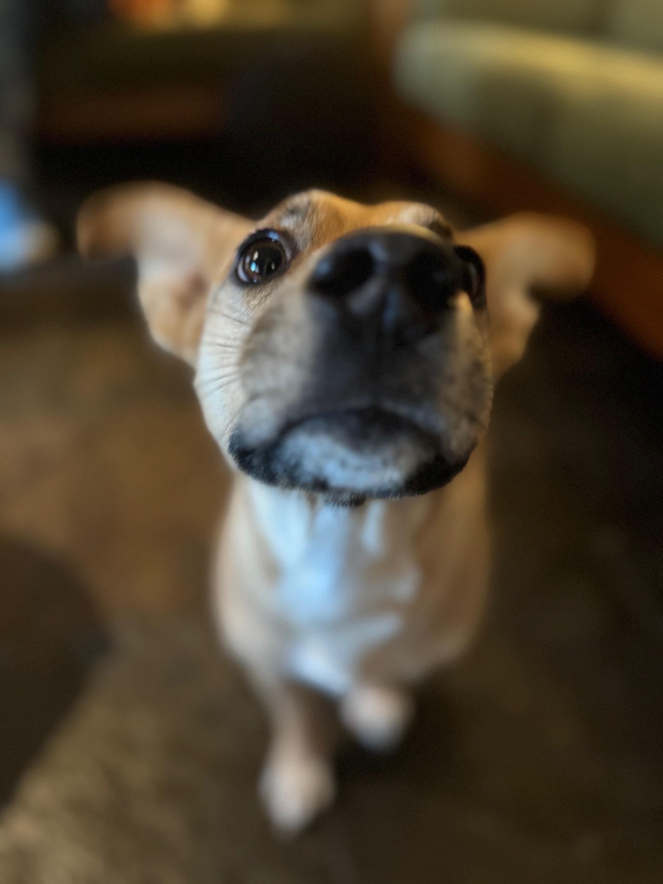 Coffee, a Adoptable mixed breed in Burbank, CA image 3/3