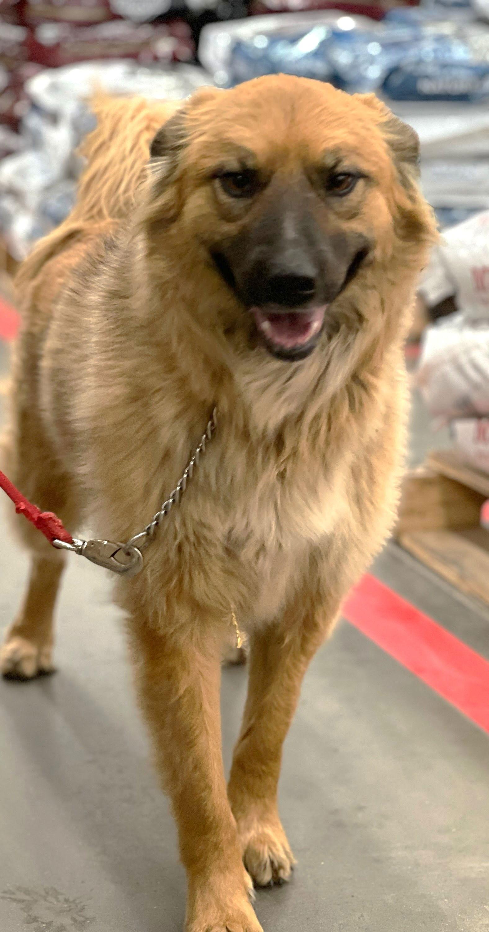 Enlarge Sera, a Adoptable Australian Shepherd in Winter Park, CO image 1/2