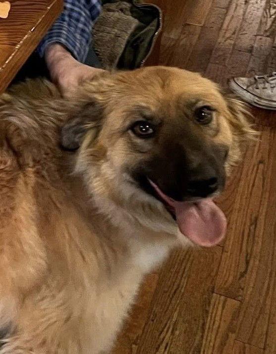 Sera, Adoptable, Adult Female Australian Shepherd.