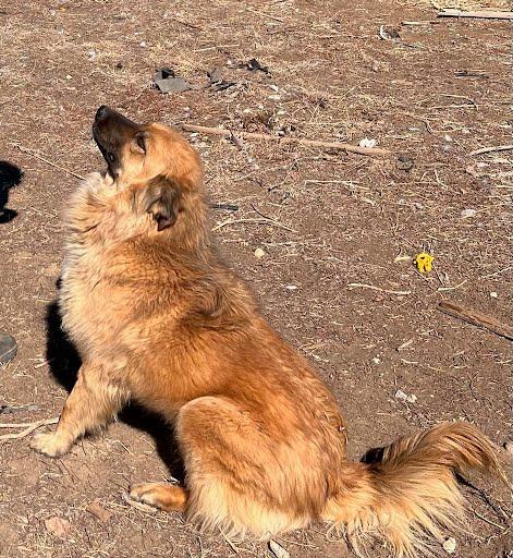 Enlarge Sera, a Adoptable Australian Shepherd in Winter Park, CO image 2/3