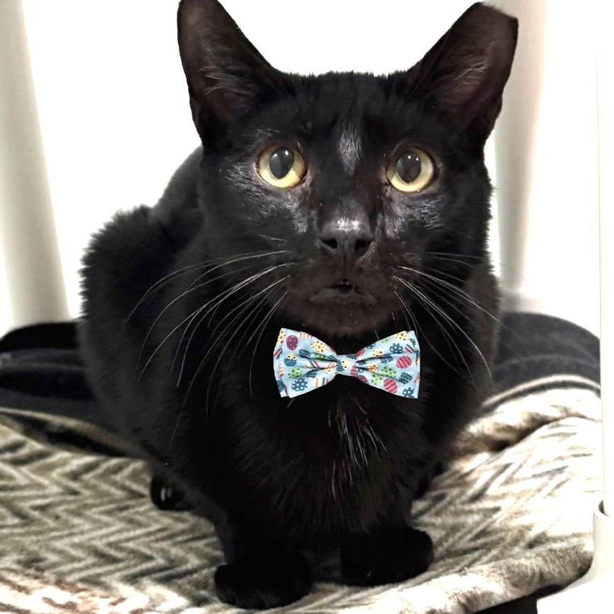 Enlarge Monday, a Adoptable Domestic Short Hair in Sarasota, FL image 1/6