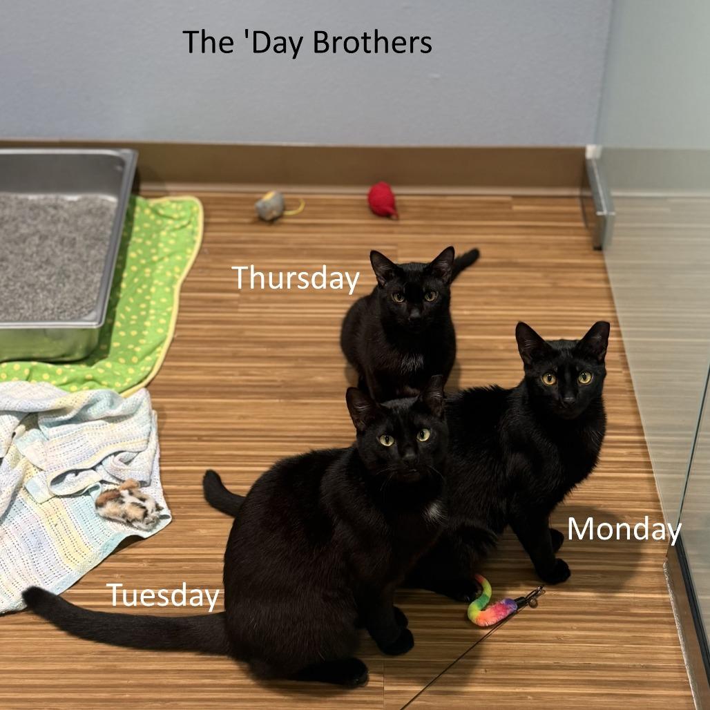 Enlarge Monday, a Adoptable Domestic Short Hair in Sarasota, FL image 1/6