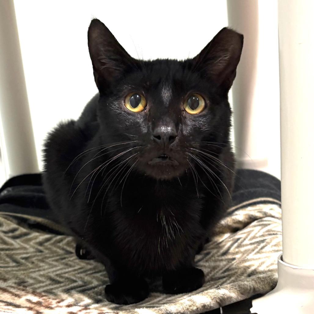Monday, Adoptable, Adult Male Domestic Short Hair.