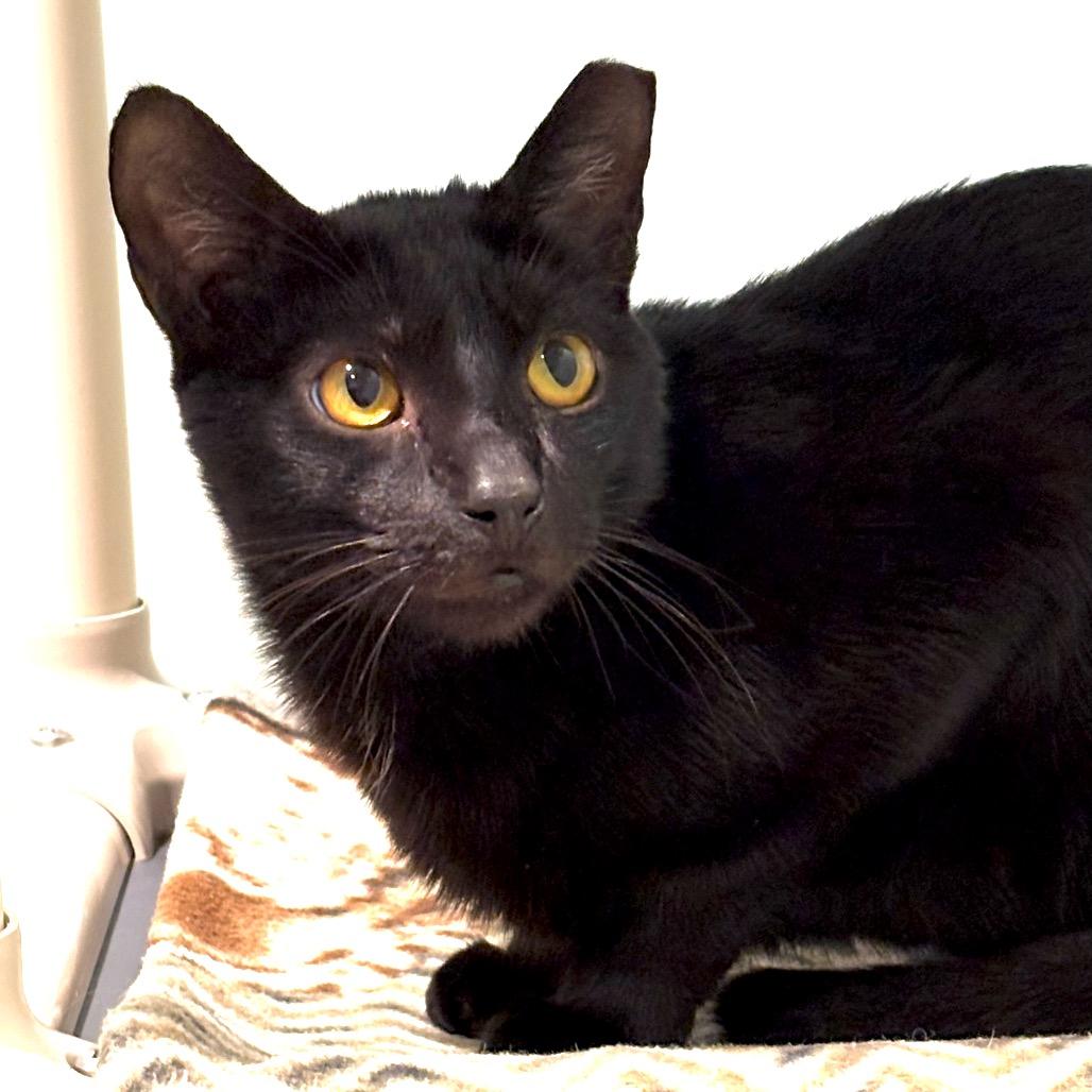 Enlarge Monday, a Adoptable Domestic Short Hair in Sarasota, FL image 2/6