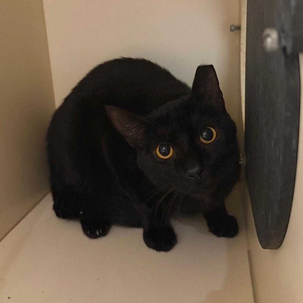 Enlarge Monday, a Adoptable Domestic Short Hair in Sarasota, FL image 2/6