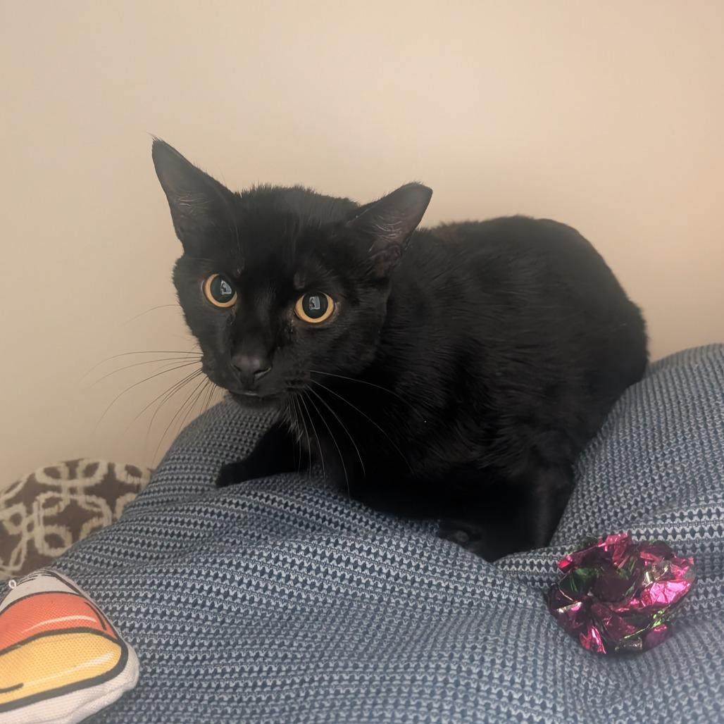 Enlarge Monday, a Adoptable Domestic Short Hair in Sarasota, FL image 3/6