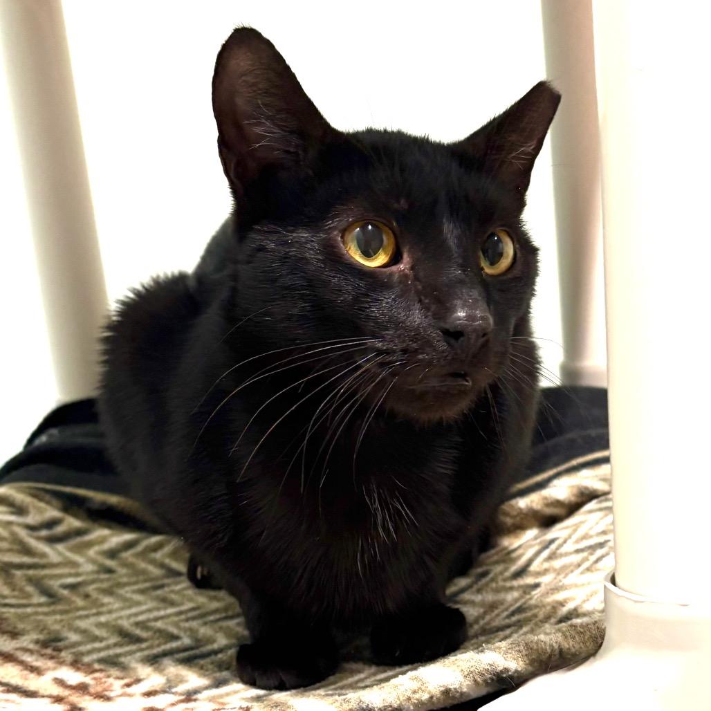 Enlarge Monday, a Adoptable Domestic Short Hair in Sarasota, FL image 4/6