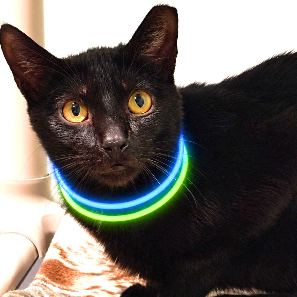 Enlarge Monday, a Adoptable Domestic Short Hair in Sarasota, FL image 4/6