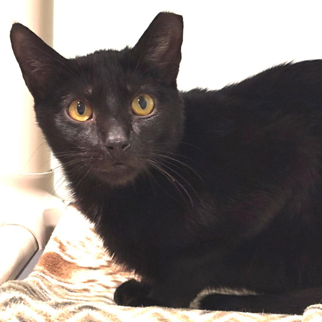 Enlarge Monday, a Adoptable Domestic Short Hair in Sarasota, FL image 5/6