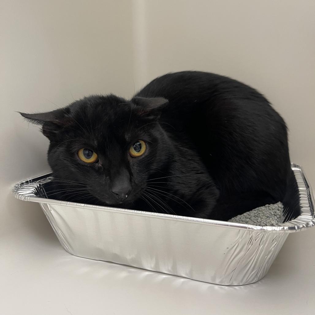 Enlarge Monday, a Adoptable Domestic Short Hair in Sarasota, FL image 6/6