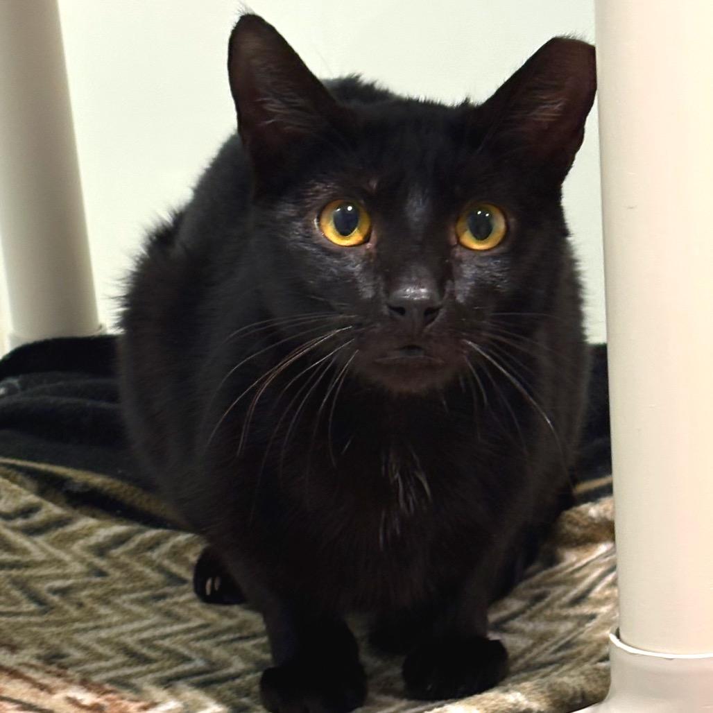 Enlarge Monday, a Adoptable Domestic Short Hair in Sarasota, FL image 6/6