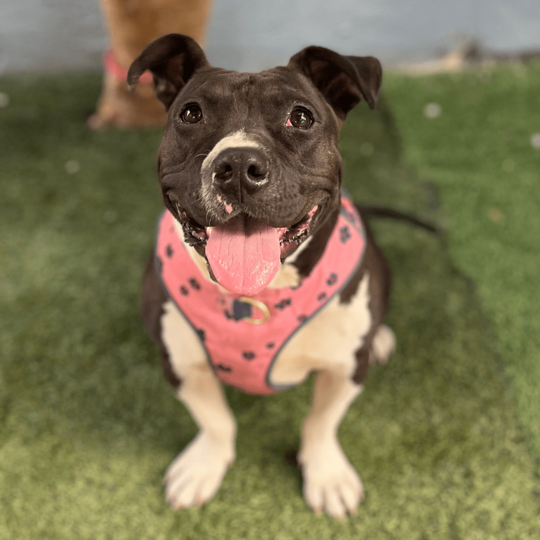 Enlarge Sweet Potato, a Adoptable mixed breed in Reno, NV image 1/6