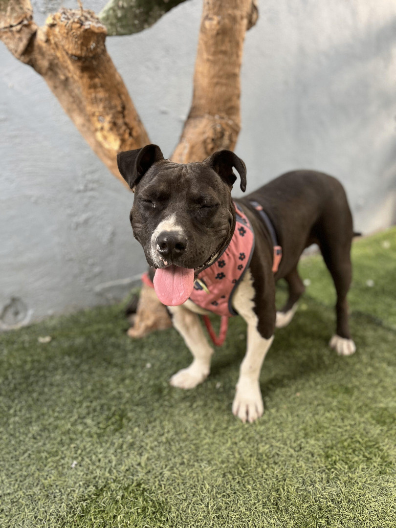 Enlarge Sweet Potato, a Adoptable mixed breed in Reno, NV image 4/6
