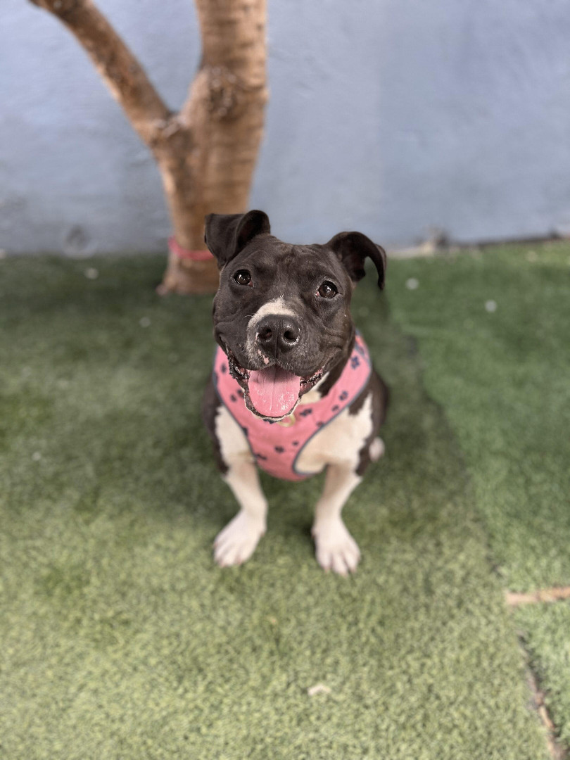 Enlarge Sweet Potato, a Adoptable mixed breed in Reno, NV image 3/6