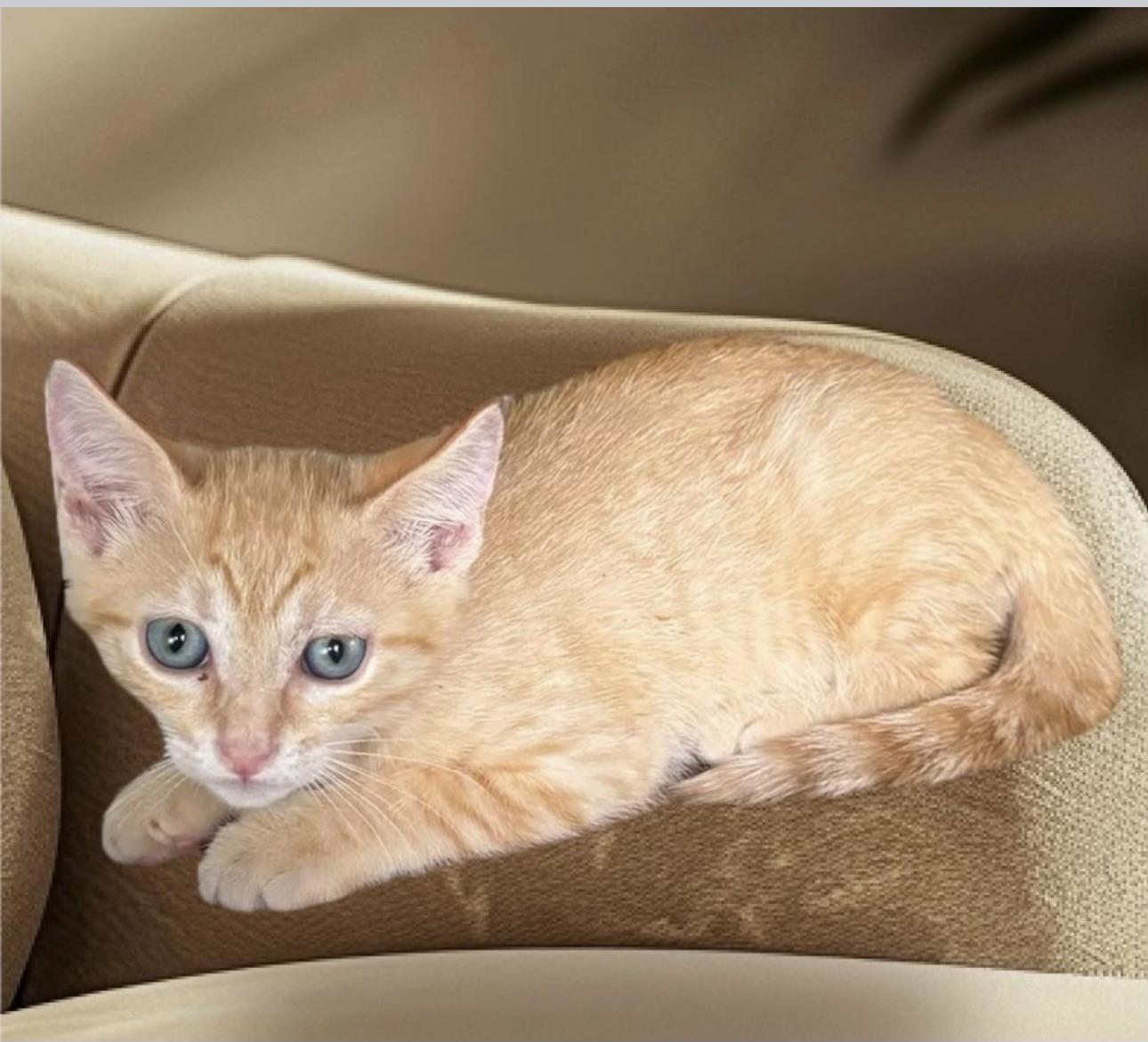 MANGO /POSSUM, a Adopted mixed breed in Royal Palm Beach, FL image 1/2