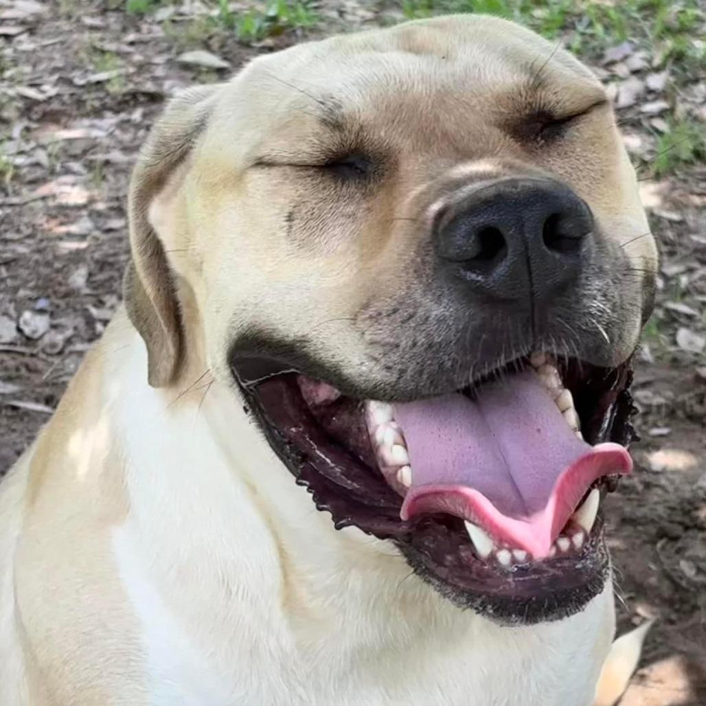 Enlarge Tank, a Adoptable mixed breed in Wiggins, MS image 1/4