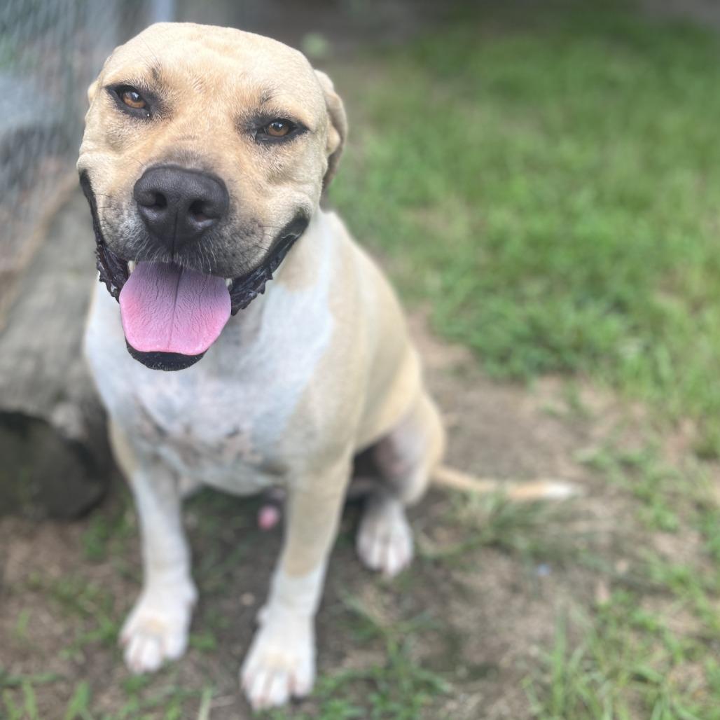 Enlarge Tank, a Adoptable mixed breed in Wiggins, MS image 2/4
