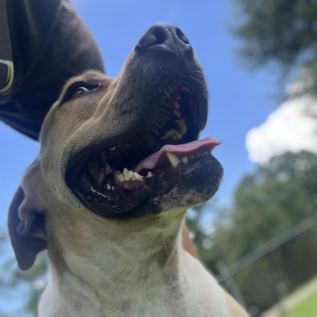 Enlarge Tank, a Adoptable mixed breed in Wiggins, MS image 3/4