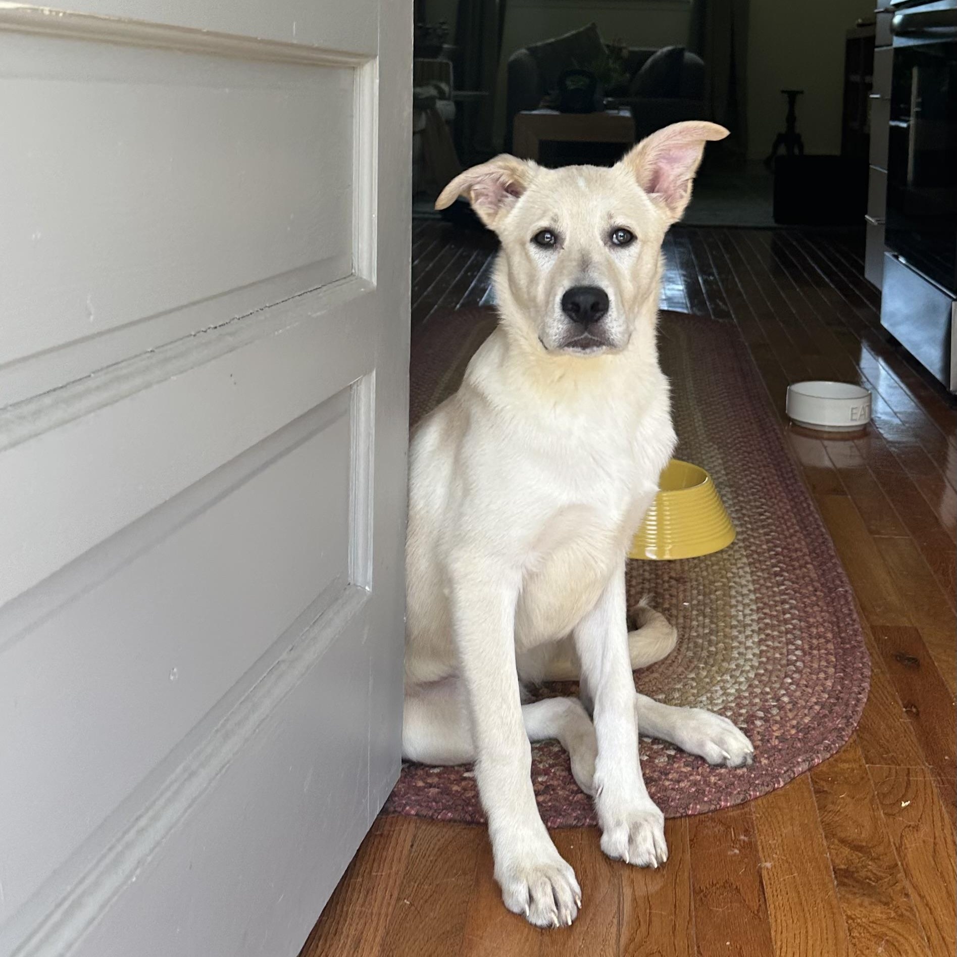 Louise, adopted, Young Female Yellow Labrador Retriever.