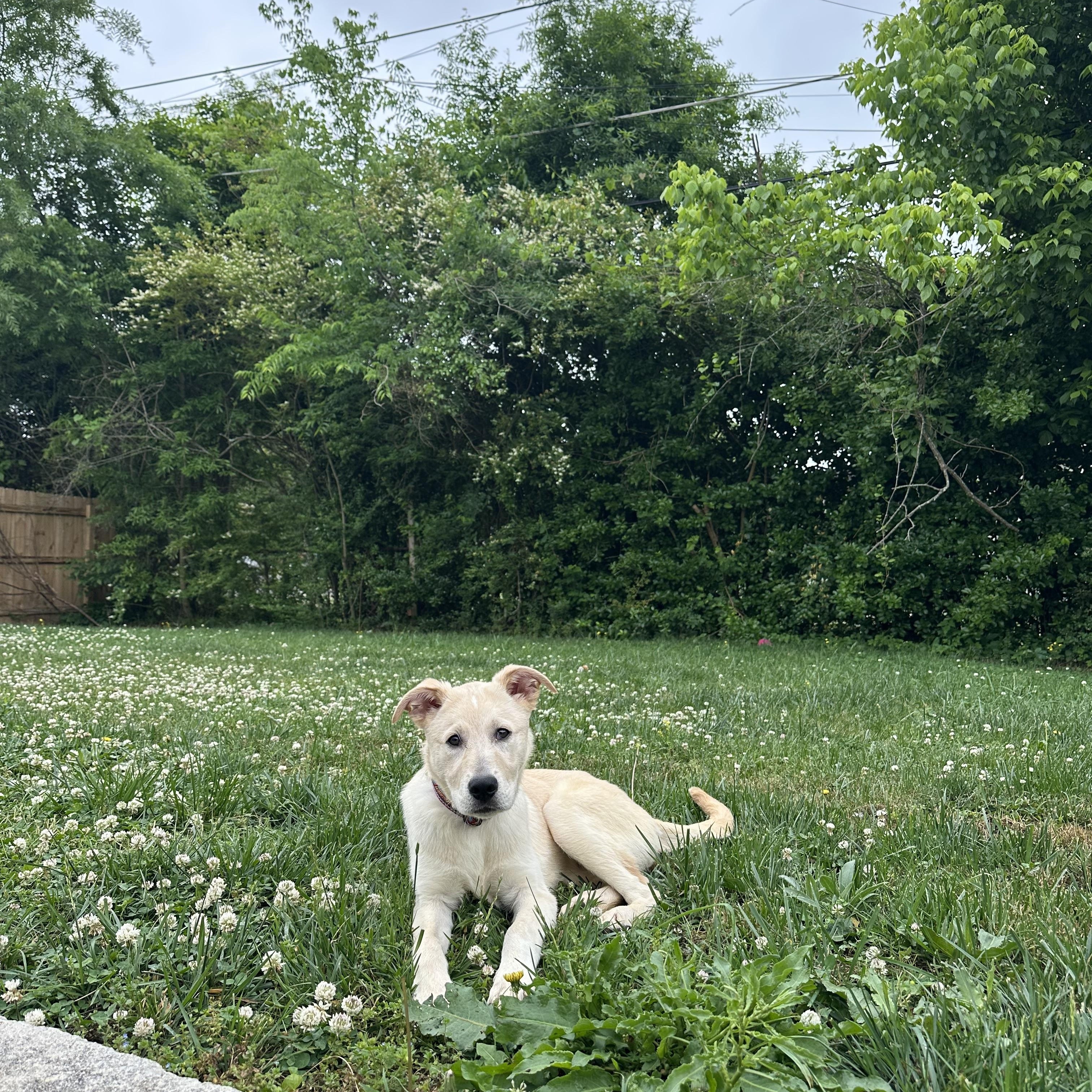 Enlarge Louise, an adopted mixed breed in Chattanooga, TN image 3/5