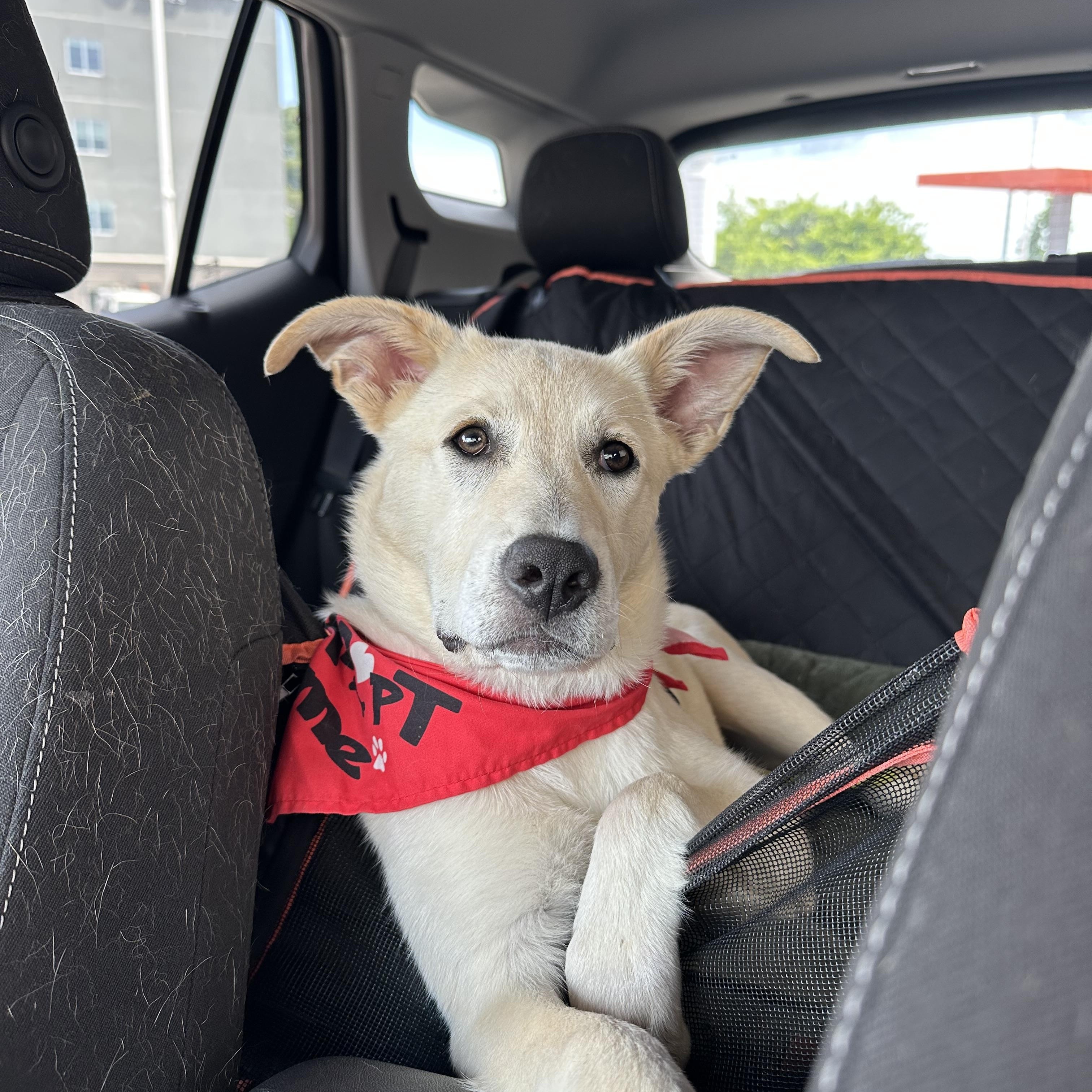 Enlarge Louise, an adopted mixed breed in Chattanooga, TN image 2/5
