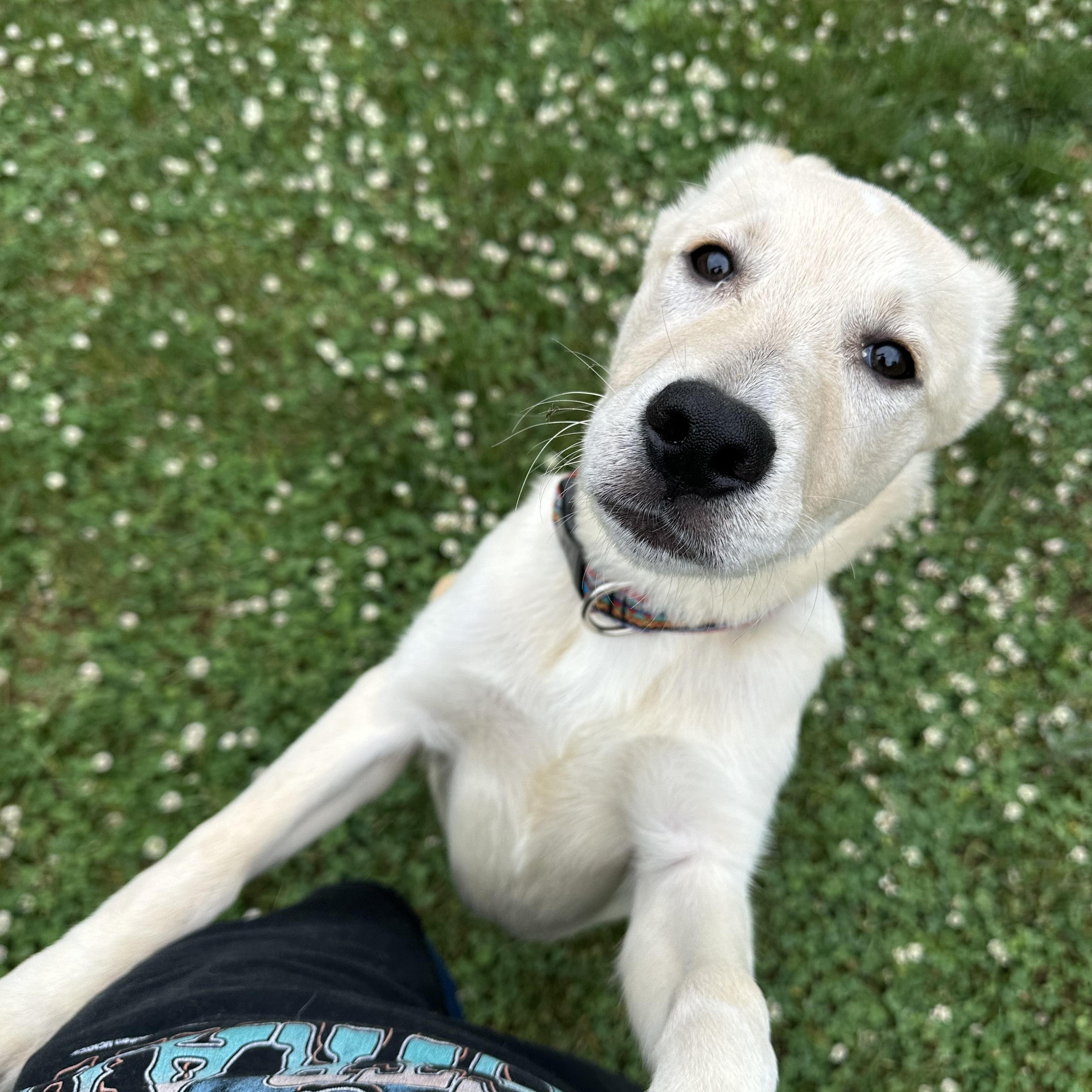Enlarge Louise, an adopted mixed breed in Chattanooga, TN image 5/5