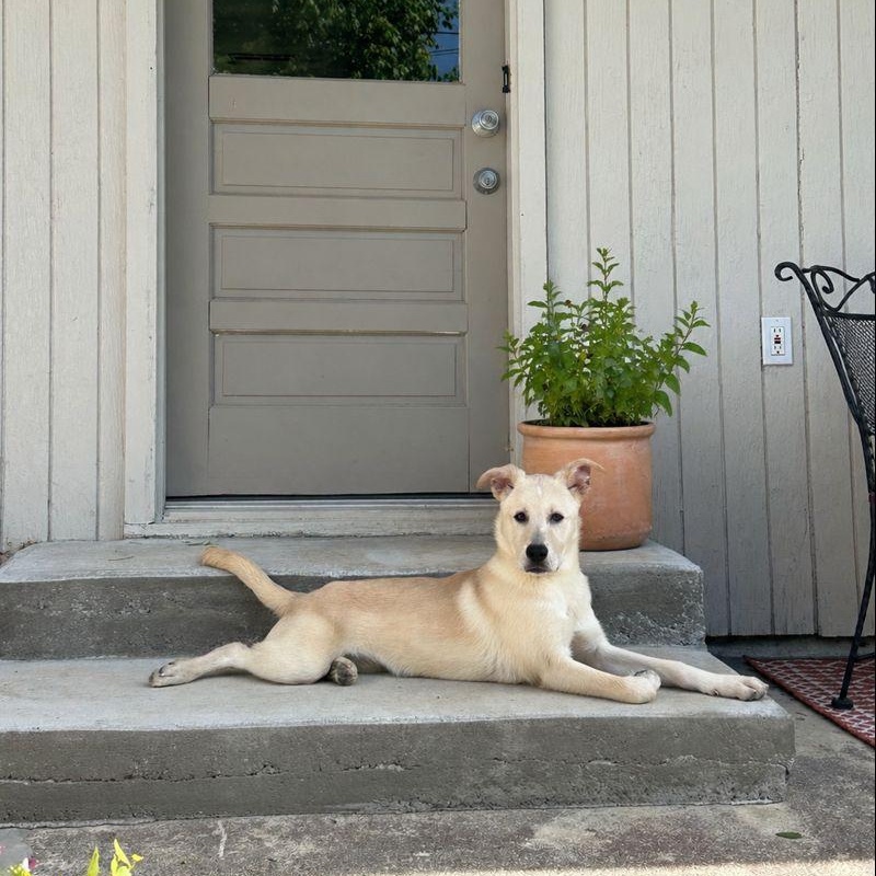 Enlarge Louise, an adopted mixed breed in Chattanooga, TN image 4/5