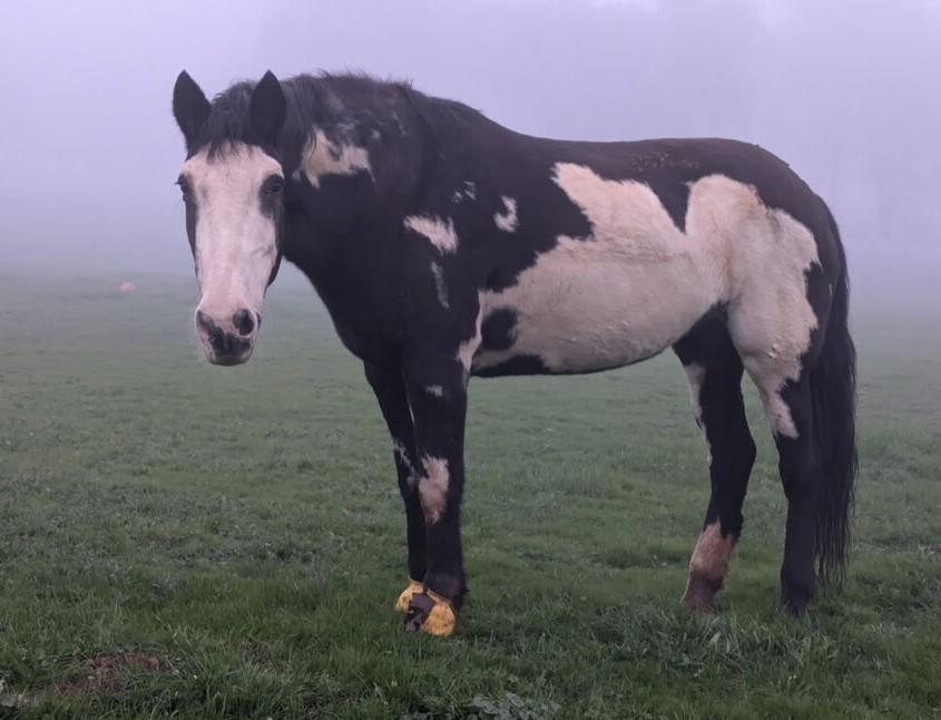 Lacey - Non-Riding Companion, ADOPTABLE, Senior Female Mustang.