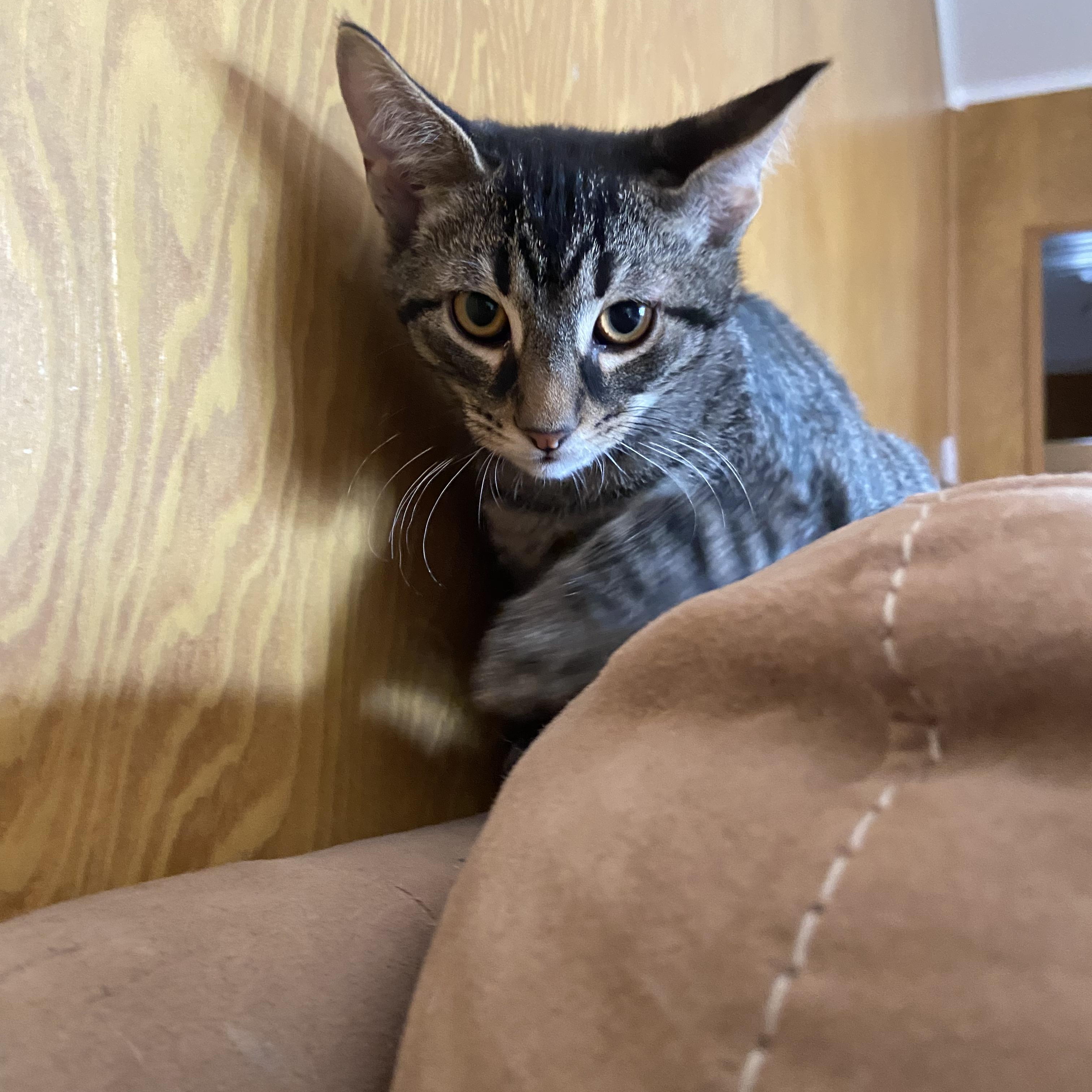 Gomez