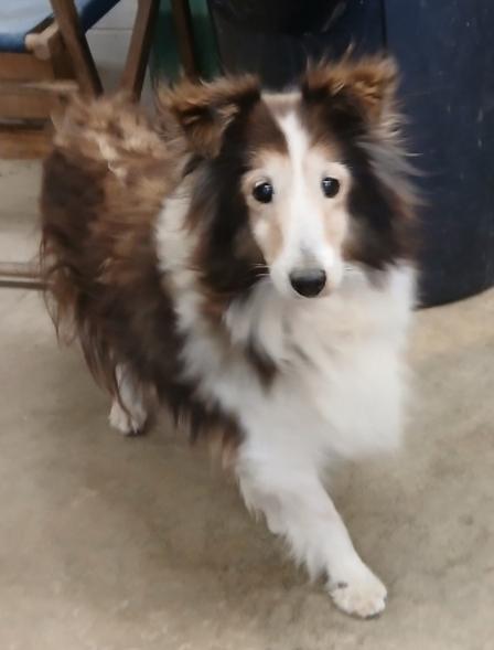 Blanch, Adoptable, Senior Female Shetland Sheepdog / Sheltie.