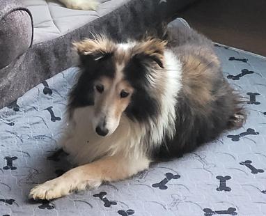 Enlarge Blanch, a Adoptable Shetland Sheepdog / Sheltie in Catlettsburg, KY image 2/4