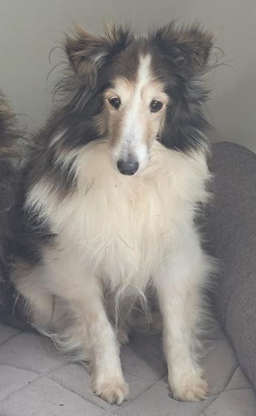 Enlarge Blanch, a Adoptable Shetland Sheepdog / Sheltie in Catlettsburg, KY image 3/4