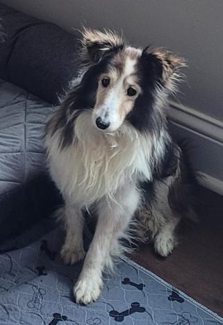 Enlarge Blanch, a Adoptable Shetland Sheepdog / Sheltie in Catlettsburg, KY image 4/4