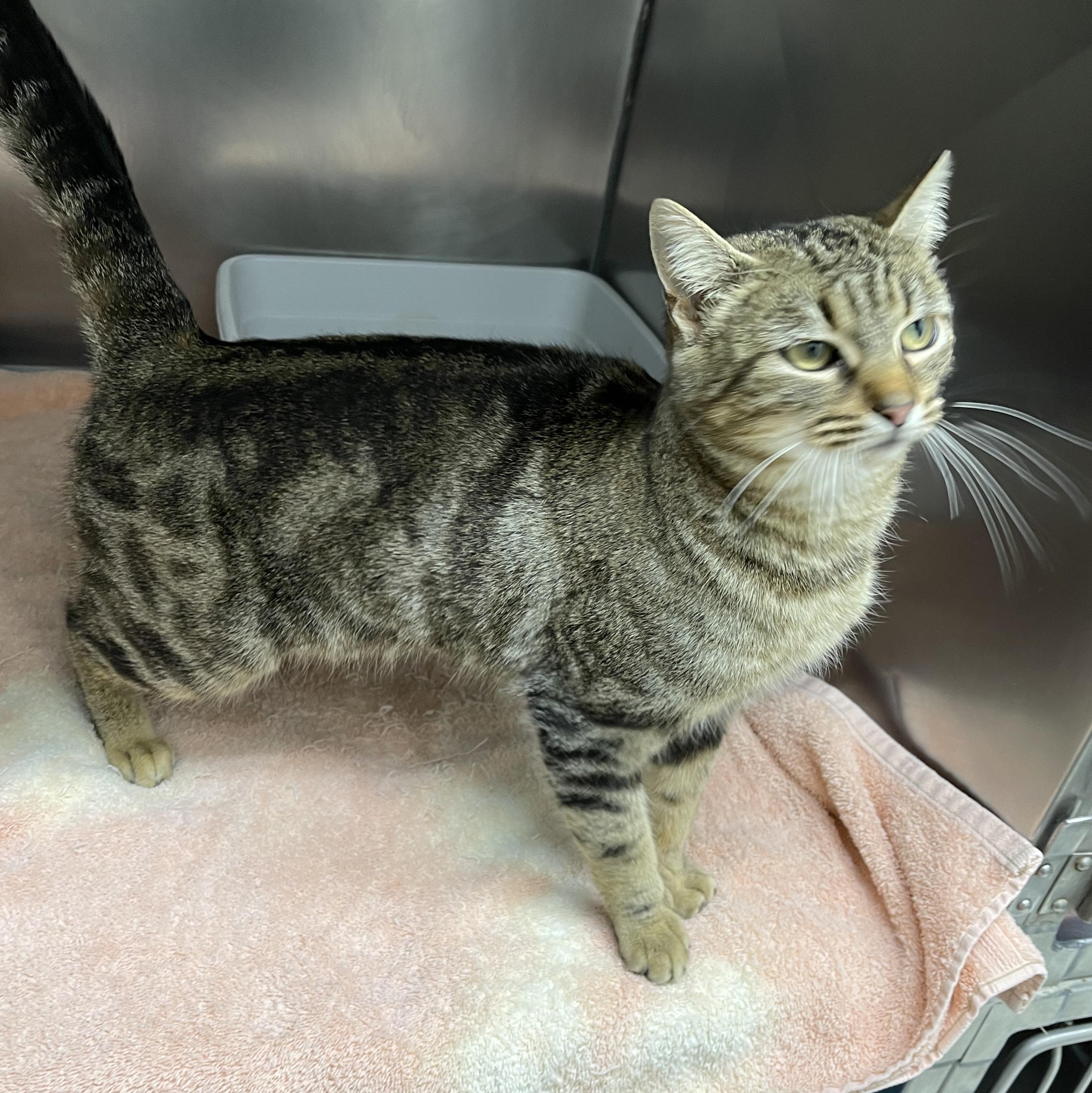 Enlarge Mitzi, a ADOPTABLE Domestic Short Hair in Farmville, VA image 2/3