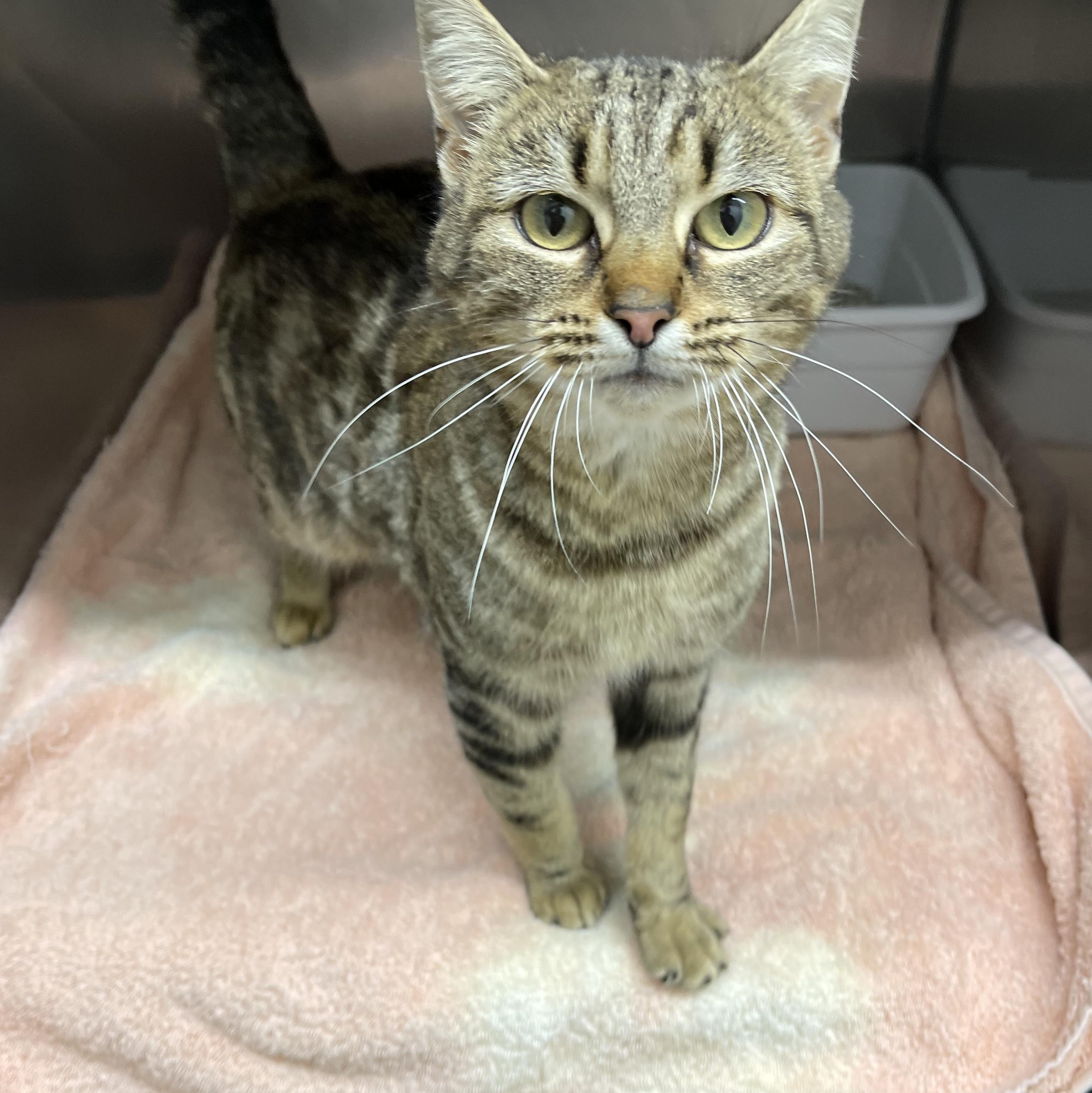 Enlarge Mitzi, a ADOPTABLE Domestic Short Hair in Farmville, VA image 1/3