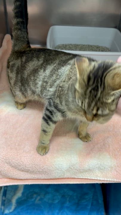 Enlarge Mitzi, a ADOPTABLE Domestic Short Hair in Farmville, VA video 3/3