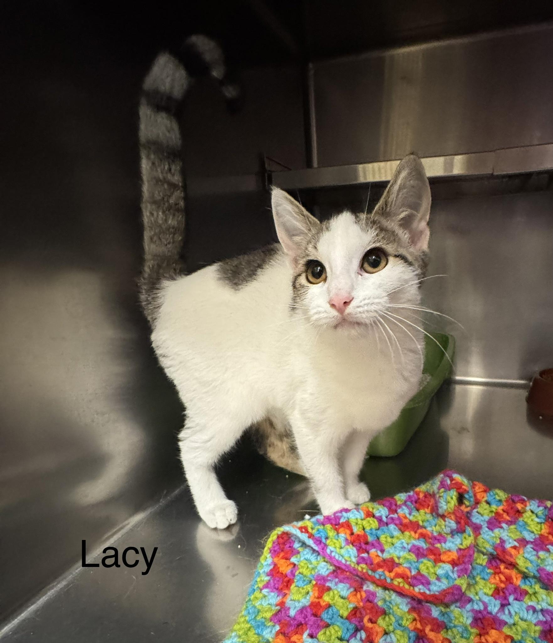 Lacy, Adopted, Kitten Female Domestic Short Hair.
