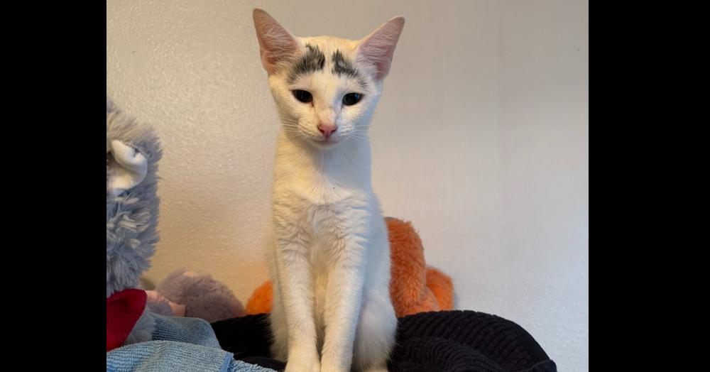 Chloe, Adoptable, Young Female Turkish Van.