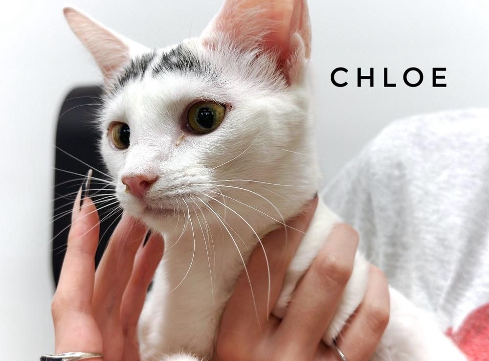 Enlarge Chloe, a Adoptable Turkish Van in Deland, FL image 2/6