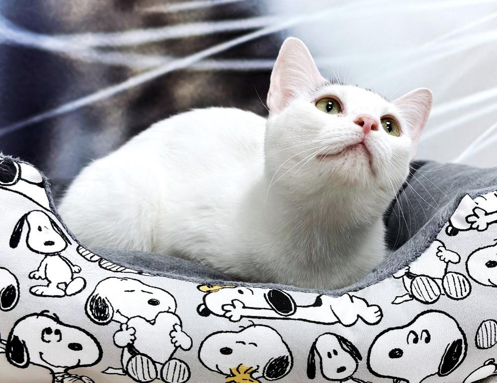 Enlarge Chloe, a Adoptable Turkish Van in Deland, FL image 3/6