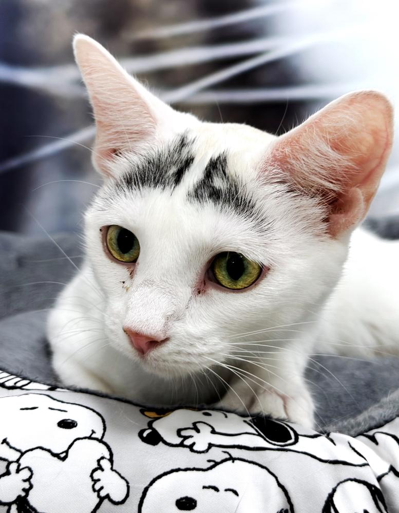 Enlarge Chloe, a Adoptable Turkish Van in Deland, FL image 4/6
