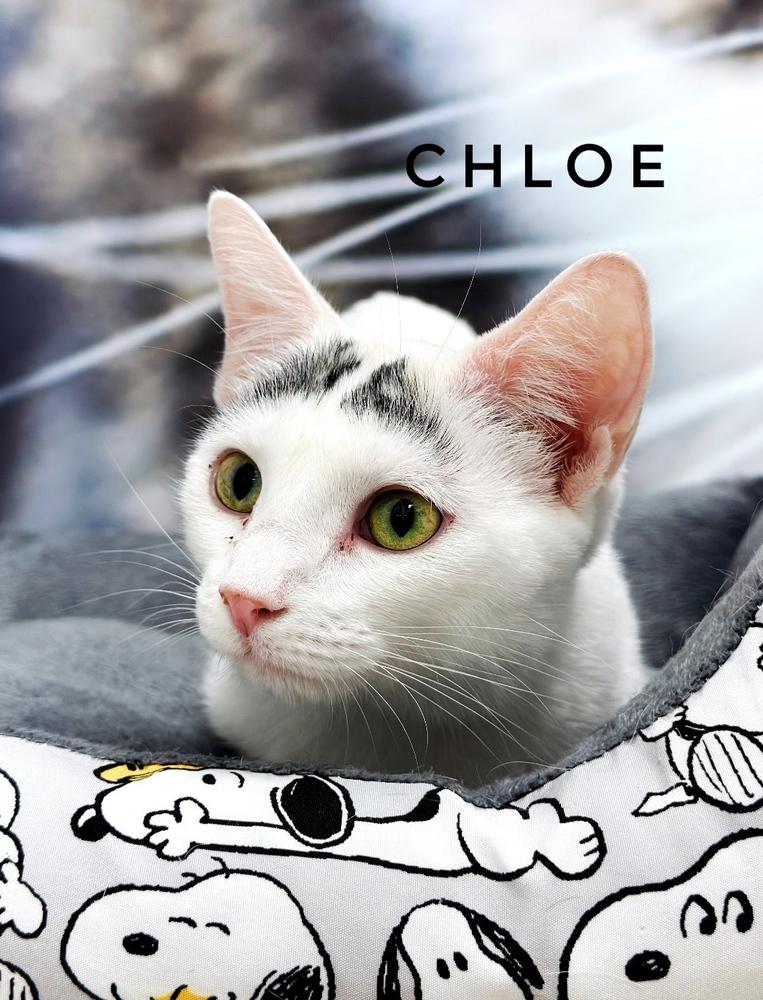 Enlarge Chloe, a Adoptable Turkish Van in Deland, FL image 5/6
