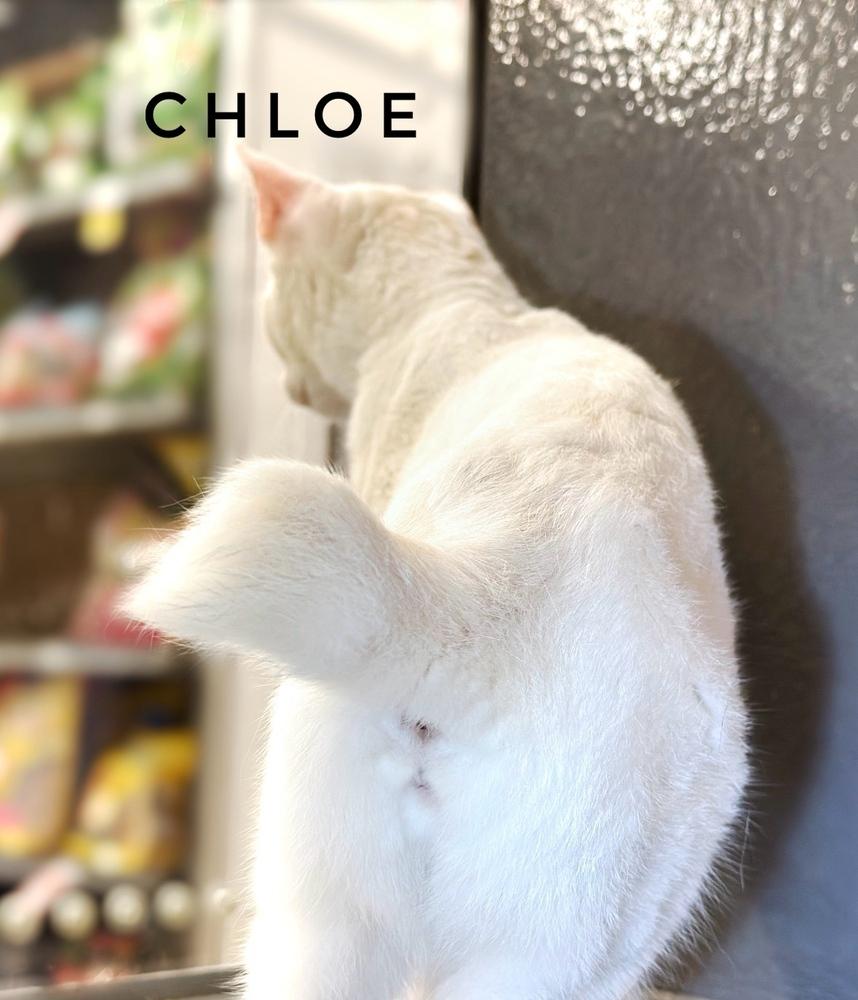Enlarge Chloe, a Adoptable Turkish Van in Deland, FL image 6/6