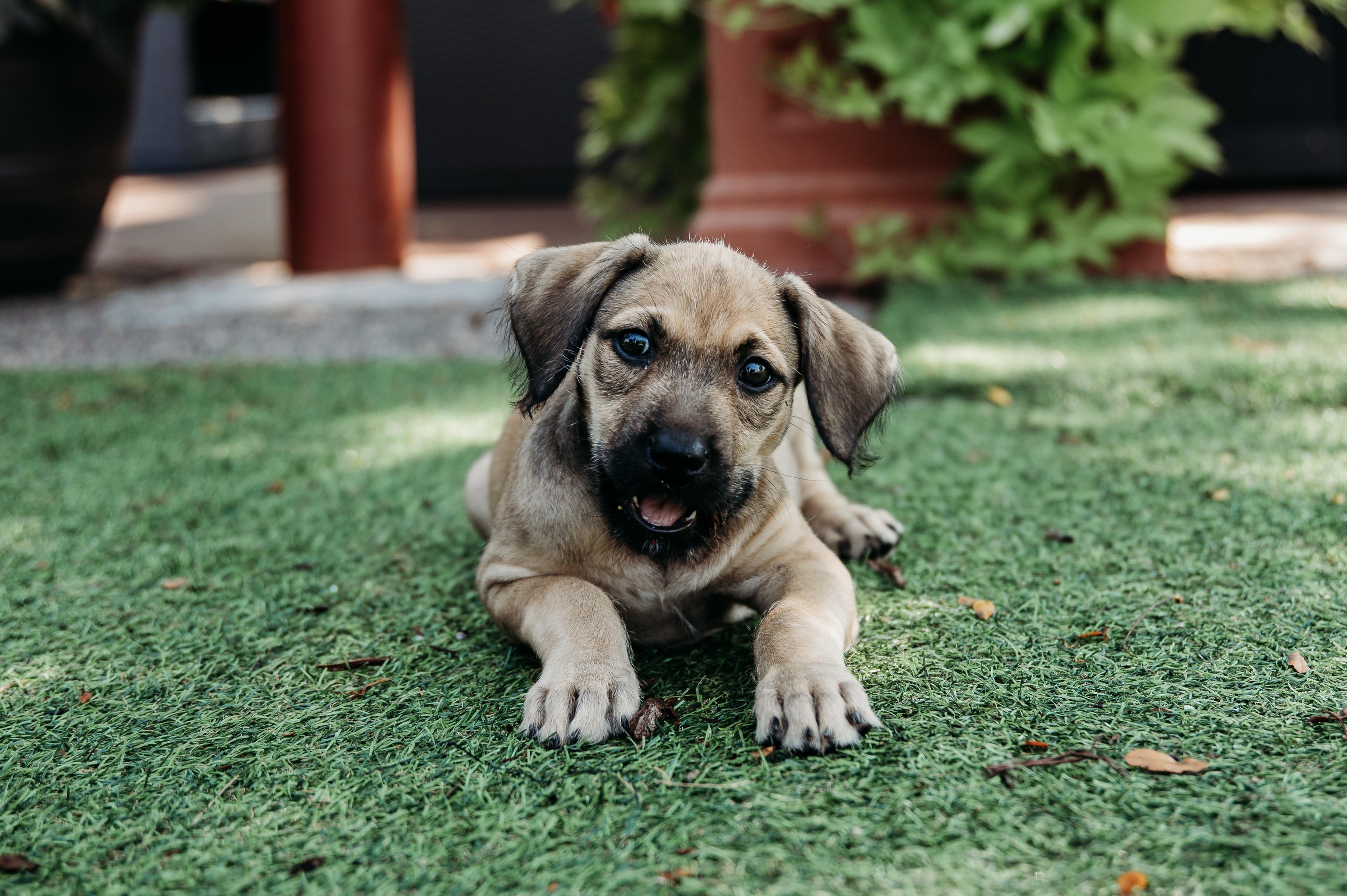Enlarge Tansy, a Adoptable mixed breed in Minneapolis, MN image 3/6