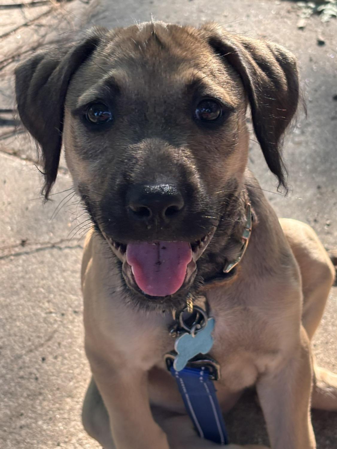 Enlarge Tansy, a Adoptable mixed breed in Minneapolis, MN image 1/6