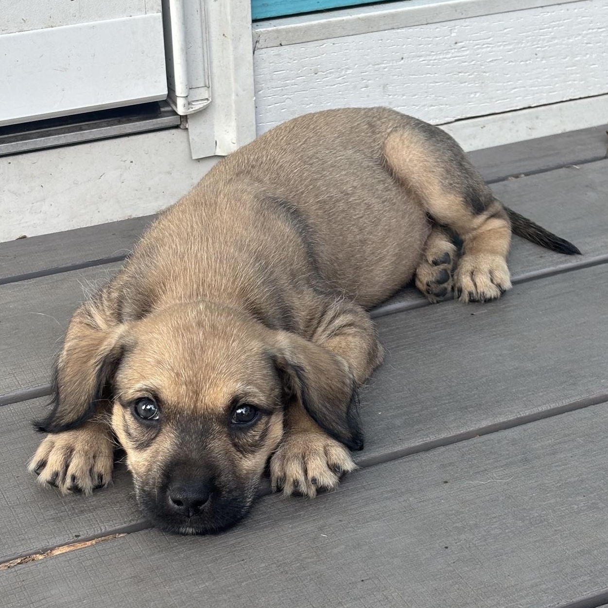Enlarge Tansy, a Adoptable mixed breed in Minneapolis, MN image 5/6