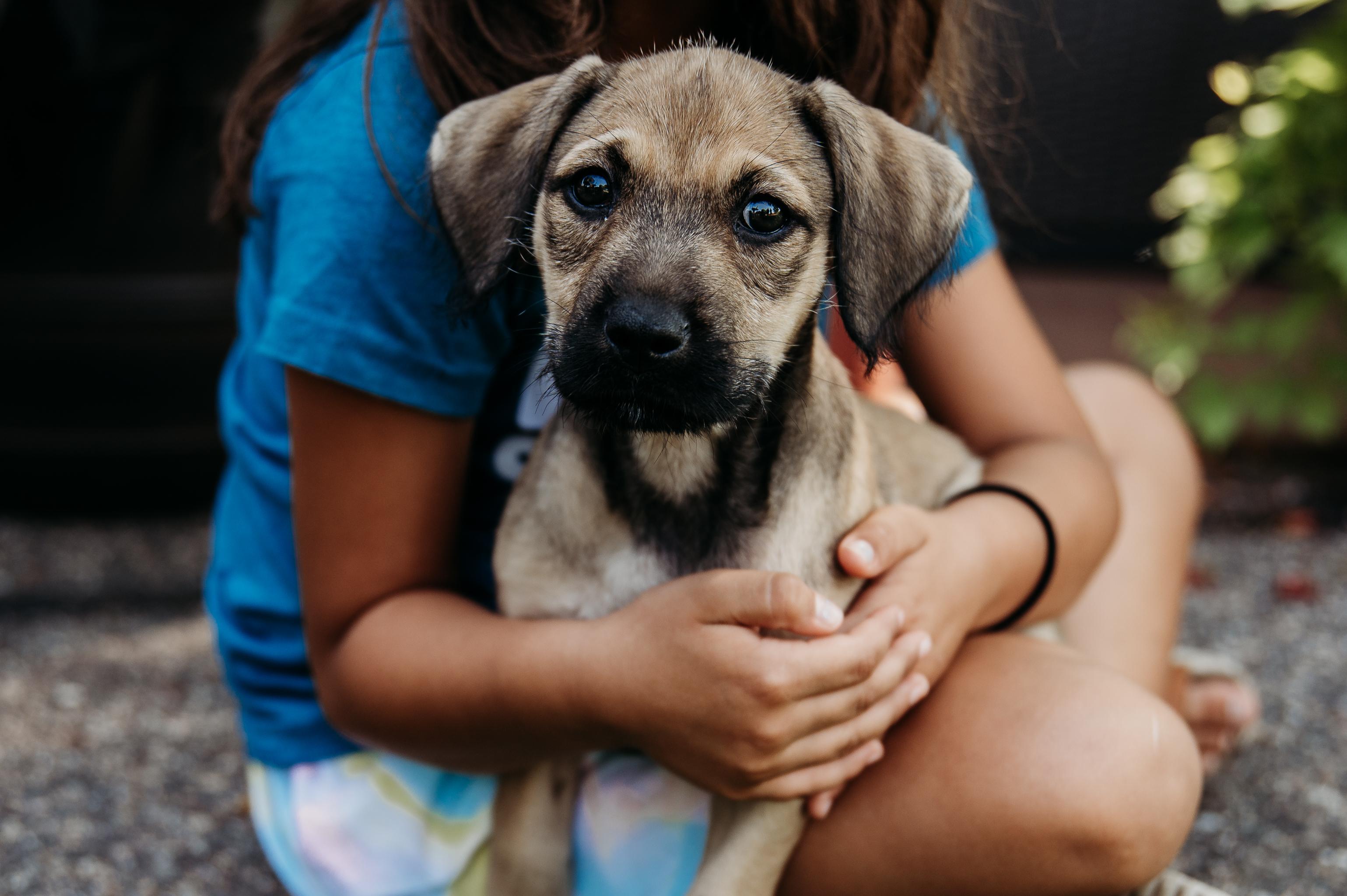 Enlarge Tansy, a Adoptable mixed breed in Minneapolis, MN image 2/6